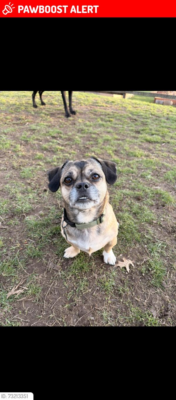 Lost Male Dog last seen Hallet Road, East Stroudsburg, PA 18301