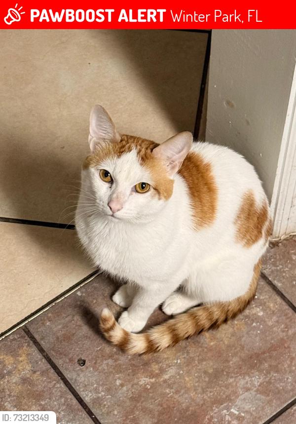 Lost Male Cat last seen Arbor park dr, winter park, Winter Park, FL 32789