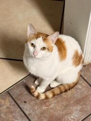 Lost Male Cat last seen Arbor park dr, winter park, Winter Park, FL 32789