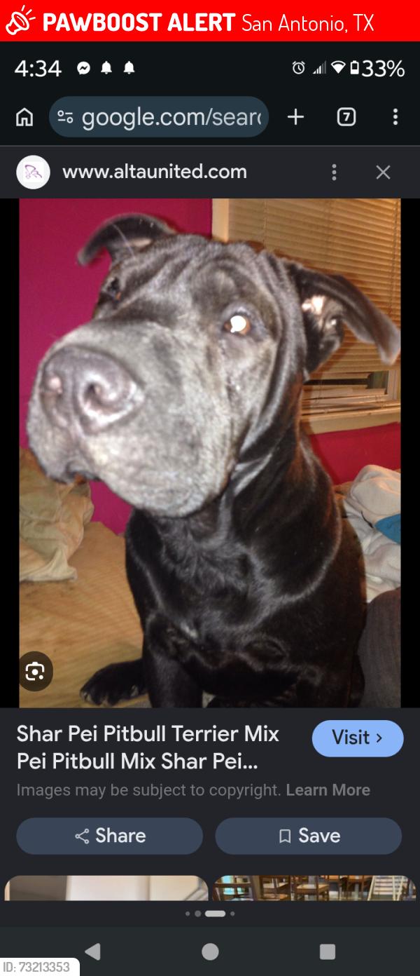 Lost Male Dog last seen Applewhite , 1604, San Antonio, TX 78224