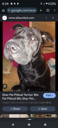 Lost Male Dog last seen Applewhite , 1604, San Antonio, TX 78224