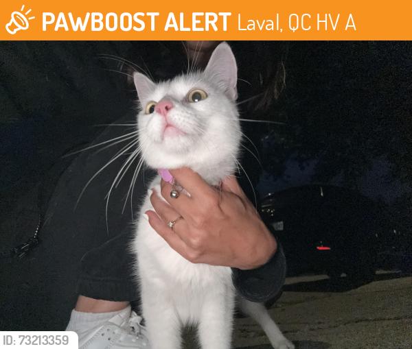 Found/Stray Female Cat last seen Chomedey, Laval, QC H7V 3A4