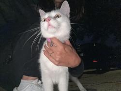 Found/Stray Female Cat last seen Chomedey, Laval, QC H7V 3A4