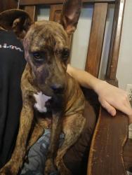 Found/Stray Female Dog last seen Near belshire court, Fort Worth, TX 76140