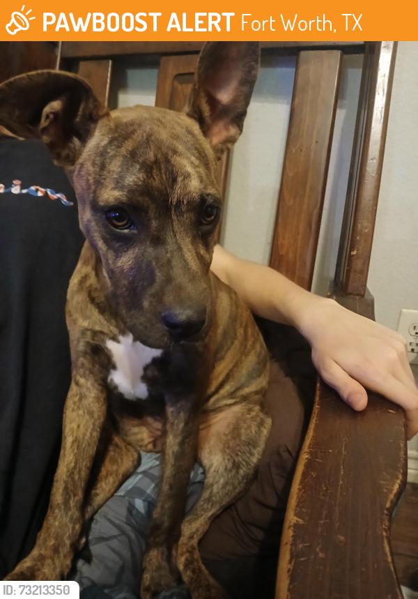 Found/Stray Female Dog last seen Near belshire court, Fort Worth, TX 76140