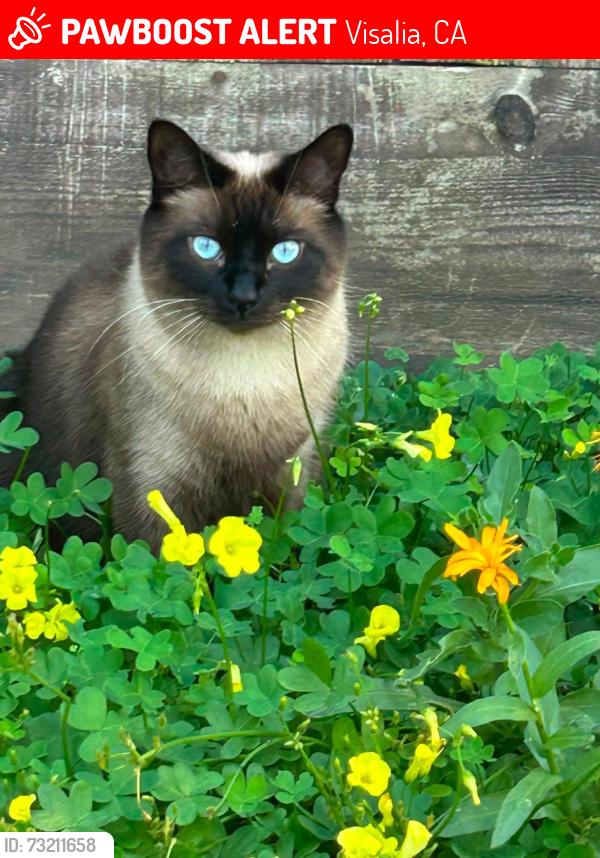 Lost Male Cat last seen South burke st, Seven oaks park, East cypress Ave, East Laurel Ave, , East Kaweah Ave, Visalia, CA 93292