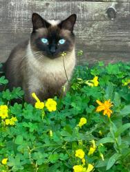 Lost Male Cat last seen South burke st, Seven oaks park, East cypress Ave, East Laurel Ave, , East Kaweah Ave, Visalia, CA 93292