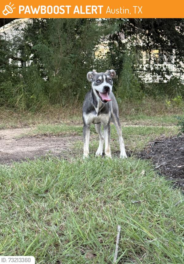 Found/Stray Female Dog last seen Parmer & 183 near Amberglen, Austin, TX 78729