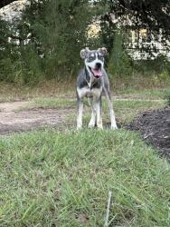 Found/Stray Female Dog last seen Parmer & 183 near Amberglen, Austin, TX 78729