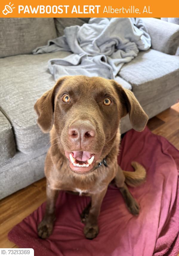 Found/Stray Male Dog last seen Sand moutain amphitheater, Albertville, AL 35950