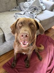 Found/Stray Male Dog last seen Sand moutain amphitheater, Albertville, AL 35950