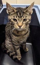 Shelter Stray Male Cat last seen Pebble Beach Drive, Santee, CA, 92071, El Cajon, CA 92020, USA