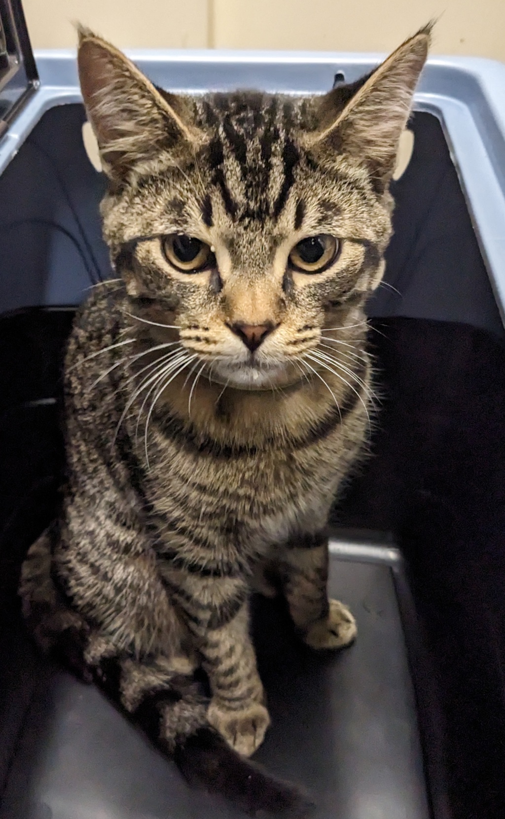 Shelter Stray Male Cat last seen Pebble Beach Drive, Santee, CA, 92071, El Cajon, CA 92020, USA