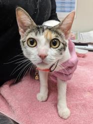 Shelter Stray Female Cat last seen Pebble Beach Drive, Santee, CA, 92071, El Cajon, CA 92020, USA