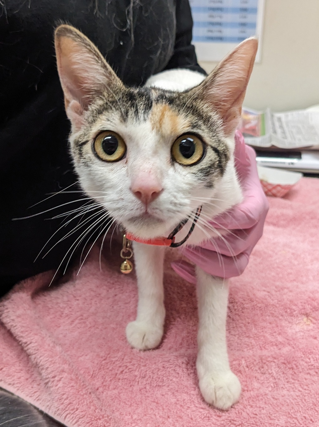 Shelter Stray Female Cat last seen Pebble Beach Drive, Santee, CA, 92071, El Cajon, CA 92020, USA