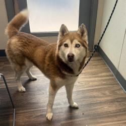 Shelter Stray Female Dog last seen Las Cambras St., San Diego, CA, 92111, 5500 Gaines St, San Diego, CA 92110, USA