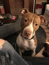 Reunited Male Dog last seen Mars and Athens, Lakewood, OH 44107