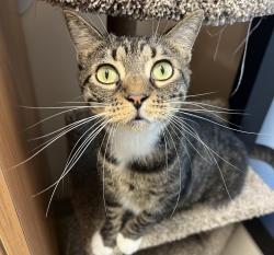 Shelter Stray Female Cat last seen Near Ballantyne Street, El Cajon, CA, 92020, El Cajon, CA 92020, USA