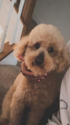 Reunited Male Dog last seen Lyons mill elementary school,owings mills county Baltimore md, Owings Mills, MD 21117