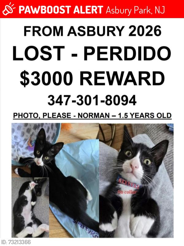 Lost Male Cat last seen Mattison Avenue between Langford and Prospect, Asbury Park, NJ 07712