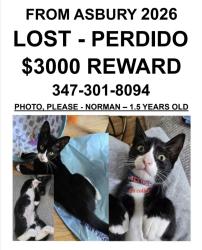 Lost Male Cat last seen Mattison Avenue between Langford and Prospect, Asbury Park, NJ 07712