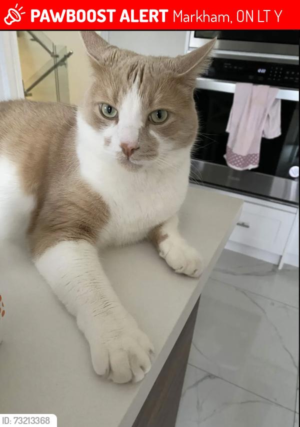 Lost Male Cat last seen Glencrest Park, Thornhill, Markham, ON L3T 2Y3