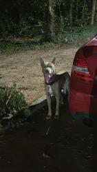 Found/Stray Male Dog last seen Loring court, decatur, DeKalb County, GA 30341