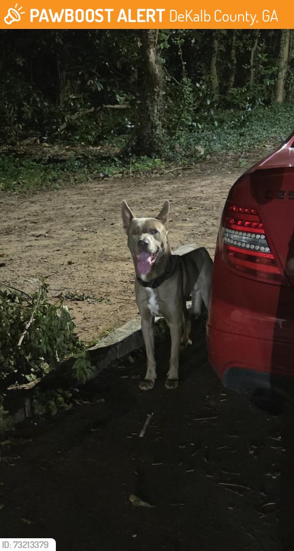 Found/Stray Male Dog last seen Loring court, decatur, DeKalb County, GA 30341