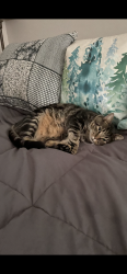 Lost Male Cat last seen Stephenson and away field, Cary, NC 27518