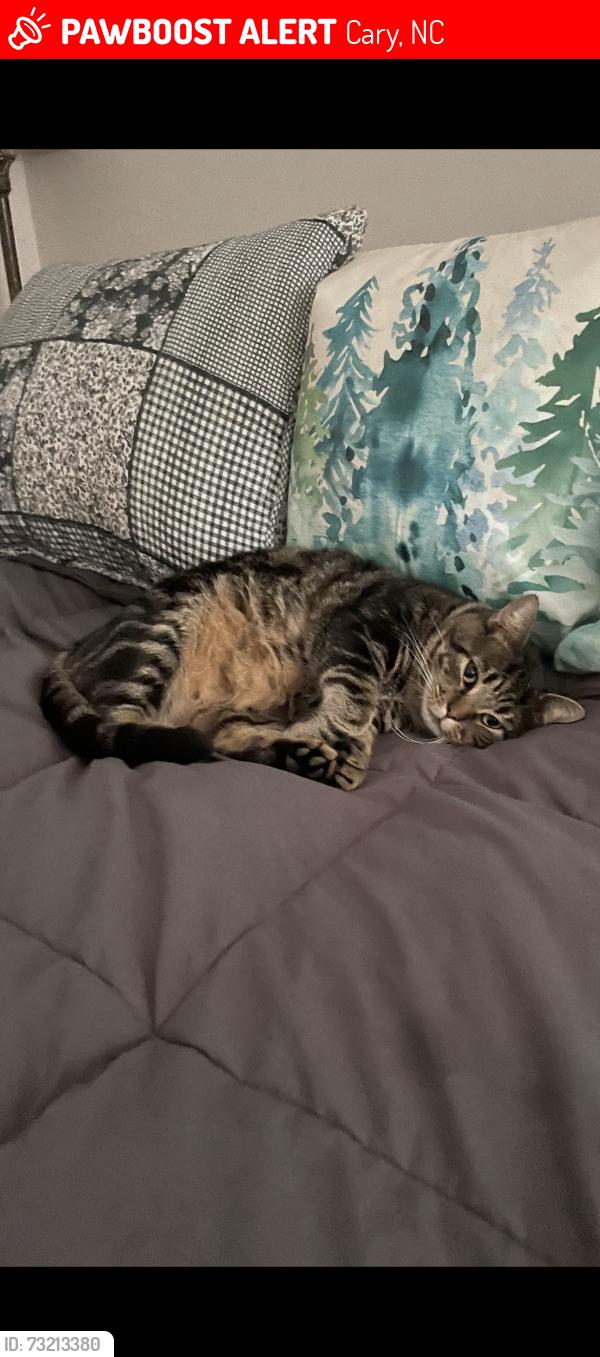 Lost Male Cat last seen Stephenson and away field, Cary, NC 27518