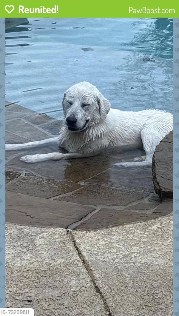 Reunited Female Dog last seen Stevenson Levy and Drury cross Road and, Burleson, TX 76028