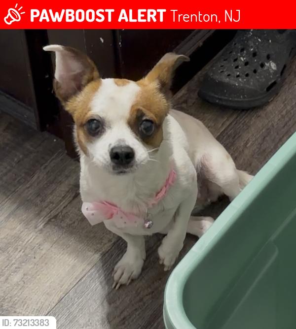 Lost Female Dog last seen Near Cleveland ave, Trenton, NJ 08609