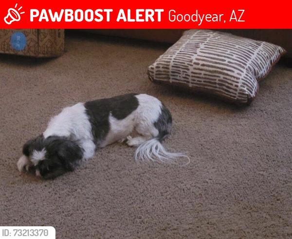 Lost Female Dog last seen Near W Clarendon Ave Goodyear, AZ 85395 United States, Goodyear, AZ 85395