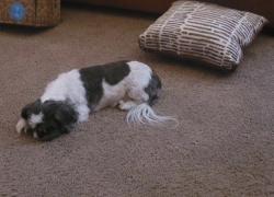 Lost Female Dog last seen Near W Clarendon Ave Goodyear, AZ 85395 United States, Goodyear, AZ 85395