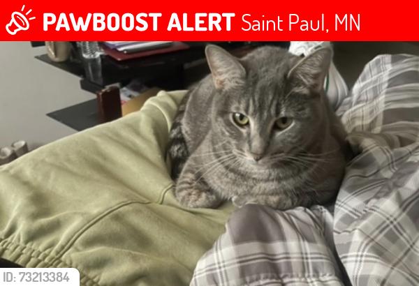 Lost Female Cat last seen El Rio football field, Saint Paul, MN 55107