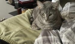 Lost Female Cat last seen El Rio football field, Saint Paul, MN 55107