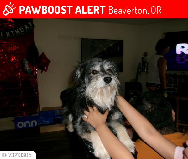 Lost Male Dog last seen Conestoga dr, Beaverton, OR 97008