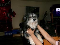 Lost Male Dog last seen Conestoga dr, Beaverton, OR 97008