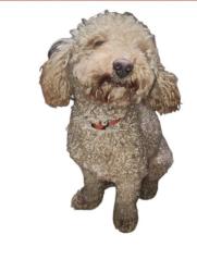 Reunited Male Dog last seen Austrian and Danish area, Grand Prairie, TX 75050