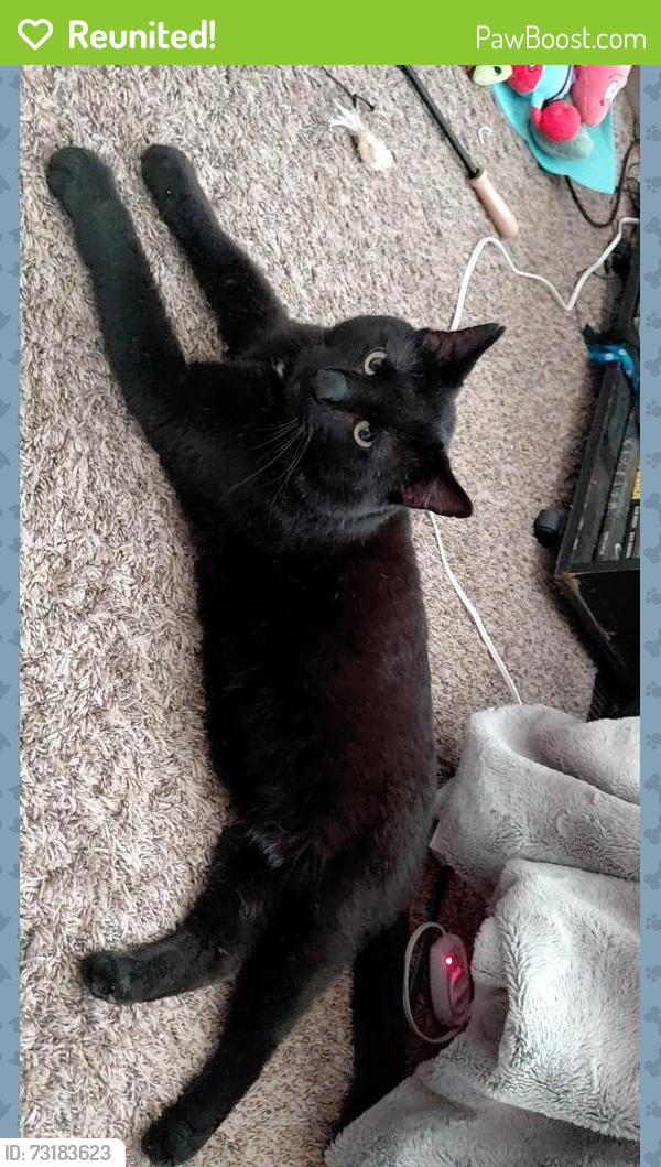 Reunited Male Cat last seen Windy Meadow circle, going towards Blairs Ferry, Cedar Rapids, IA 52411