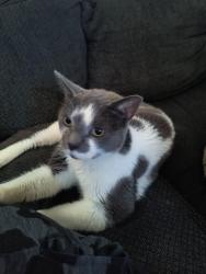 Reunited Male Cat last seen Utica rd off Riverside Dr, Utica, NY 13502