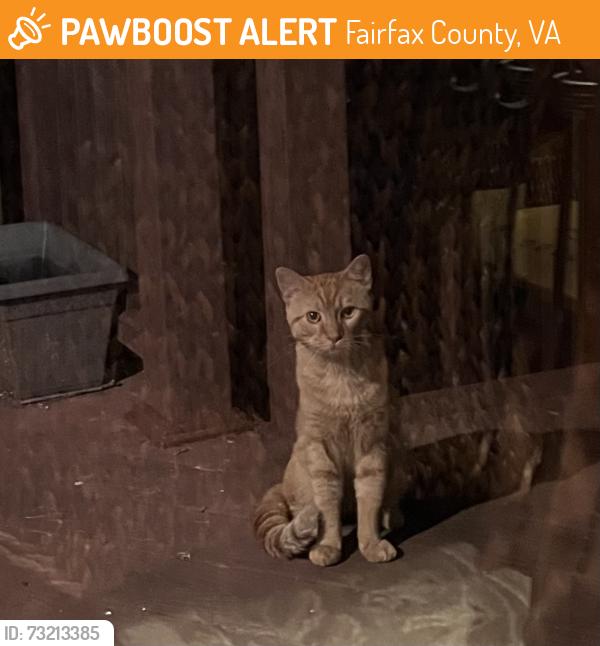 Found/Stray Unknown Cat last seen Stonehurst s, Fairfax County, VA 22031