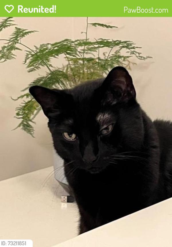 Reunited Male Cat last seen Wailling way, West Linn, OR 97068