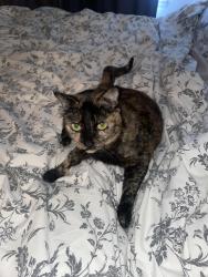 Lost Female Cat last seen 132nd st street by America’s best child care day care, Everett, WA 98208