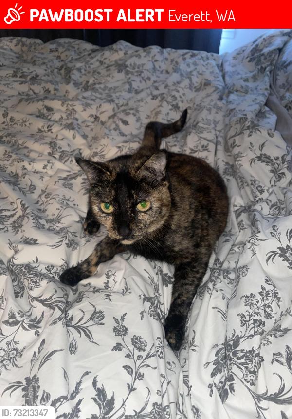 Lost Female Cat last seen 132nd st street by America’s best child care day care, Everett, WA 98208
