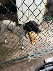 Lost Female Dog last seen 109ave sw 26st, Westchester, FL 33165