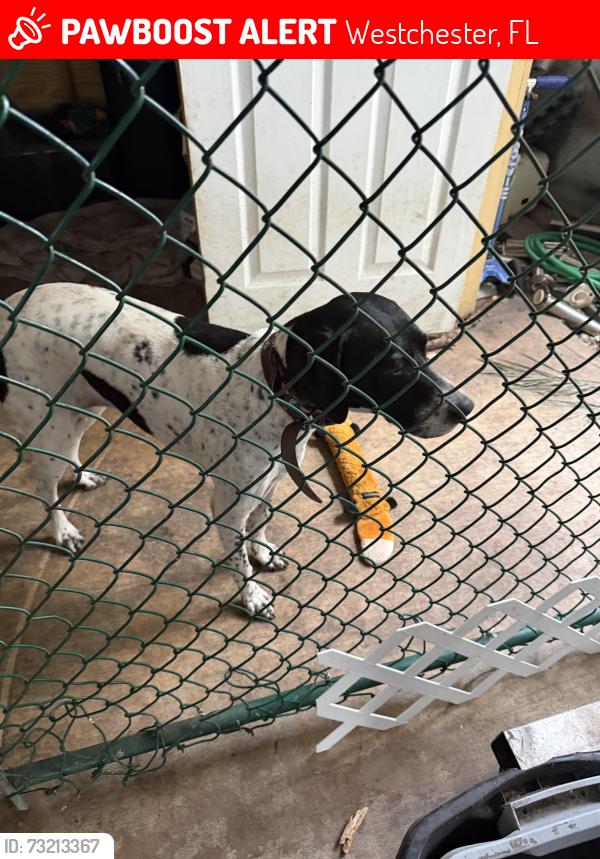 Lost Female Dog last seen 109ave sw 26st, Westchester, FL 33165