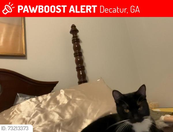 Lost Female Cat last seen Near North Valley Dr., Decatur, GA 30033