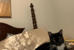 Lost Female Cat last seen Near North Valley Dr., Decatur, GA 30033