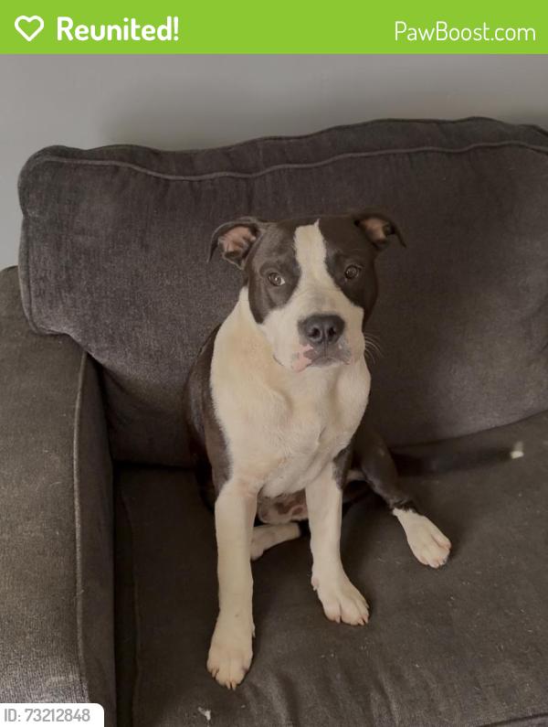 Reunited Male Dog last seen Garfield Ave and Gladstone ave, Trenton, NJ 08629